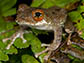 Boophis marojezensis from Madagascar